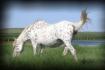 Appaloosa broodmare, bred for 2013 foaling, color producer