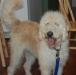 Wanted: Lost labradoodle Named Chubbs