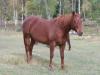 8 year old registered QH mare amazing barrel prospect