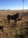 Grulla AQHA filly for Sale
