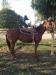 5 yr old mare for sale