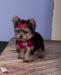 Gorgeous Male And Female Teacup Yorkie Puppies