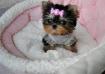 Affectionate T-cup Yorkie puppies for sale