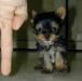 Gorgeous Male And Female Teacup Yorkie Puppies