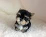 House Broken Teacup Yorkie Puppies For Xmas