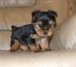 Pretty, TEA-CUP Yorkie Puppies for adoption text for more info at (207)370-5392