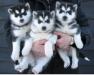 Black and White Siberian Husky Puppies